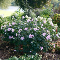 Pollypetite® Rose Of Sharon -Great Garden Plants Shop Hibiscus Pollypetite 3 P
