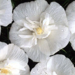 White Chiffon® Rose Of Sharon -Great Garden Plants Shop Hibiscus White Chiffon 4 P