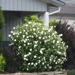 White Chiffon® Rose Of Sharon -Great Garden Plants Shop Hibiscus White Chiffon 5 P