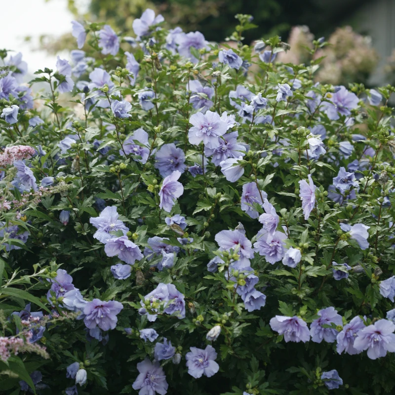 Blue Chiffon® Rose of Sharon Blue Chiffon® Rose Of Sharon -Great Garden Plants Shop HibiscusBlueChiffonIMG 9730 800x800 bf5b70e