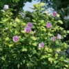 Paraplu Adorned™ Rose Of Sharon