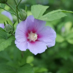 Paraplu Adorned™ Rose Of Sharon -Great Garden Plants Shop HibiscusParapluAdornedP1207362 1080x1080 3d3bc69