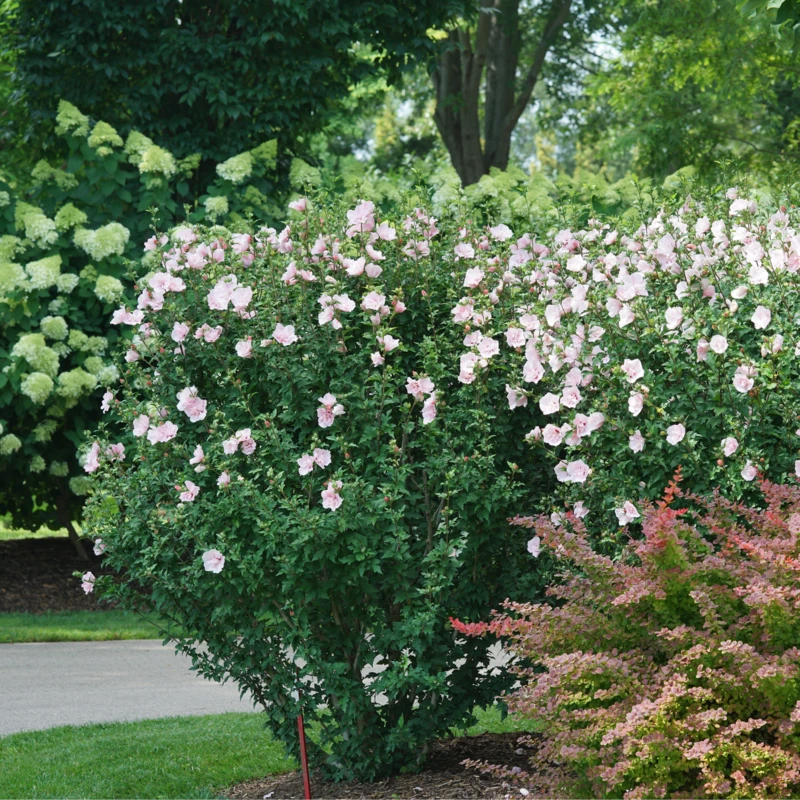 Pink Chiffon® Rose of Sharon Pink Chiffon® Rose Of Sharon -Great Garden Plants Shop HibiscusPinkChiffonDSC08280 800x800 e1172b5