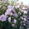 Pink Chiffon® Rose Of Sharon