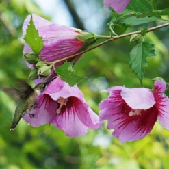 Purple Pillar® Rose Of Sharon 2 Purple Pillar® Rose Of Sharon -Great Garden Plants Shop HibiscusPurplePillarDSC05014c 800x800 505c099