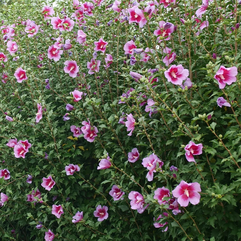 Purple Pillar® Rose of Sharon Purple Pillar® Rose Of Sharon -Great Garden Plants Shop HibiscusPurplePillarP1239242 800x800 ef37e54