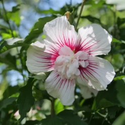 Starblast Chiffon™ Rose Of Sharon -Great Garden Plants Shop HibiscusStarblastChiffonP1207168 1080x1080 117fe33