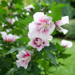 Starblast Chiffon™ Rose Of Sharon -Great Garden Plants Shop HibiscusStarblastChiffonP1228655 1080x1080 fa86a44