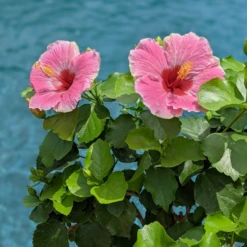 Hollywood Hibiscus™ America's Sweetheart™ Tropical Hibiscus -Great Garden Plants Shop Hibiscusrosa sinensisHollywoodAmericasSweetheartPool4 800x800 827728e