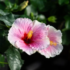 Hollywood Hibiscus™ America's Sweetheart™ Tropical Hibiscus -Great Garden Plants Shop Hibiscusrosa sinensisHollywoodAmericasSweetheart 4 800x800 1c63a6e