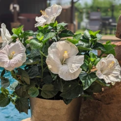 Hollywood Hibiscus™ Earth Angel™ Tropical Hibiscus