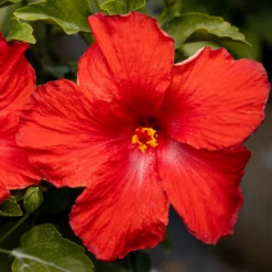 Hollywood Hibiscus™ First To Arrive™ Tropical Hibiscus -Great Garden Plants Shop Hibiscusrosa sinensisHollywoodFirsttoArrive 3 800x800 5c74ca4