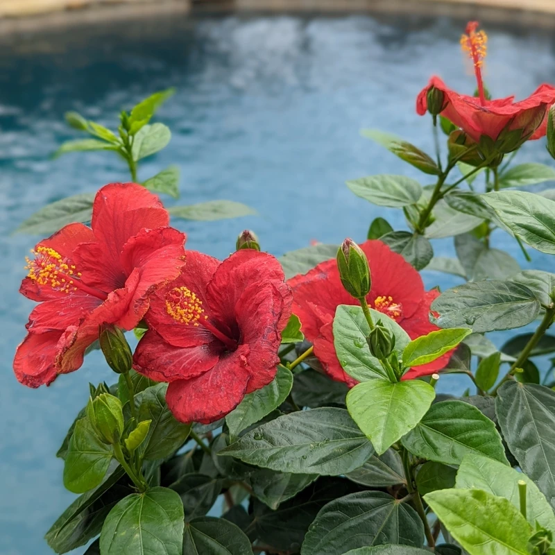 Hollywood Hibiscus™ Hot Shot™ Tropical Hibiscus Hollywood Hibiscus™ Hot Shot™ Tropical Hibiscus -Great Garden Plants Shop Hibiscusrosa sinensisHollywoodHotShotPool2 800x800 cfc0d36