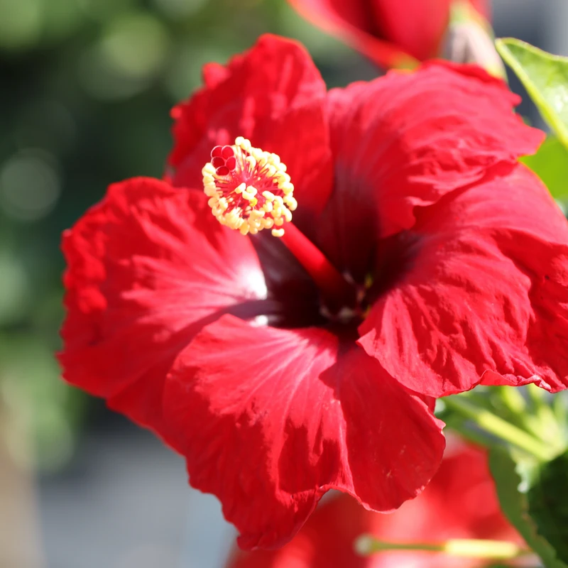 Hollywood Hibiscus™ Hot Shot™ Tropical Hibiscus Hollywood Hibiscus™ Hot Shot™ Tropical Hibiscus -Great Garden Plants Shop Hibiscusrosa sinensisHollywoodHotShot 1 800x800 f1635a7