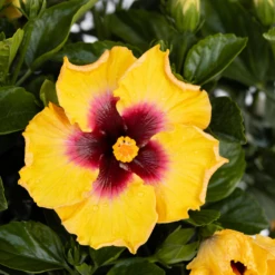 Hollywood Hibiscus™ Rico Suave™ Tropical Hibiscus -Great Garden Plants Shop Hibiscusrosa sinensisHollywoodRicoSuave2 800x800 40b2600
