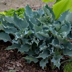 Shadowland® 'Waterslide' Hosta -Great Garden Plants Shop Hosta Waterslide 2 P