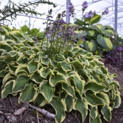 'Wrinkle In Time' Hosta -Great Garden Plants Shop Hosta wrinkleintime 2
