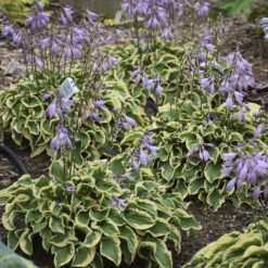 'Wrinkle In Time' Hosta -Great Garden Plants Shop Hosta wrinkleintime 3
