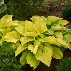 Shadowland® 'Coast To Coast' Hosta -Great Garden Plants Shop Hosta Coast to Coast 3 P