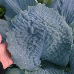 Shadowland® 'Diamond Lake' Hosta -Great Garden Plants Shop Hosta Diamond Lake 1 P