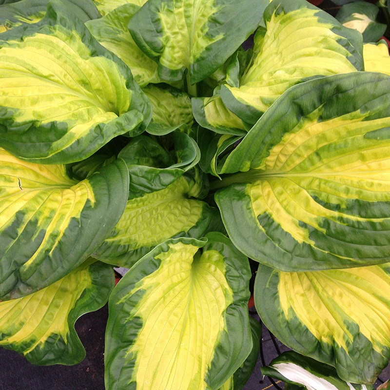 Shadowland® 'Etched Glass' Hosta Shadowland® 'Etched Glass' Hosta -Great Garden Plants Shop Hosta Etched Glass 1 P