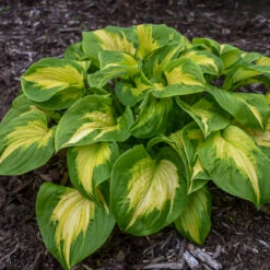 Shadowland® 'Etched Glass' Hosta 2 Shadowland® 'Etched Glass' Hosta -Great Garden Plants Shop Hosta Etched Glass 2 P