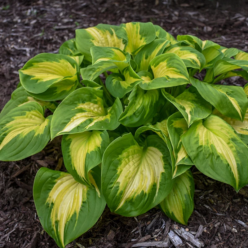 Shadowland® 'Etched Glass' Hosta Shadowland® 'Etched Glass' Hosta -Great Garden Plants Shop Hosta Etched Glass 2 P