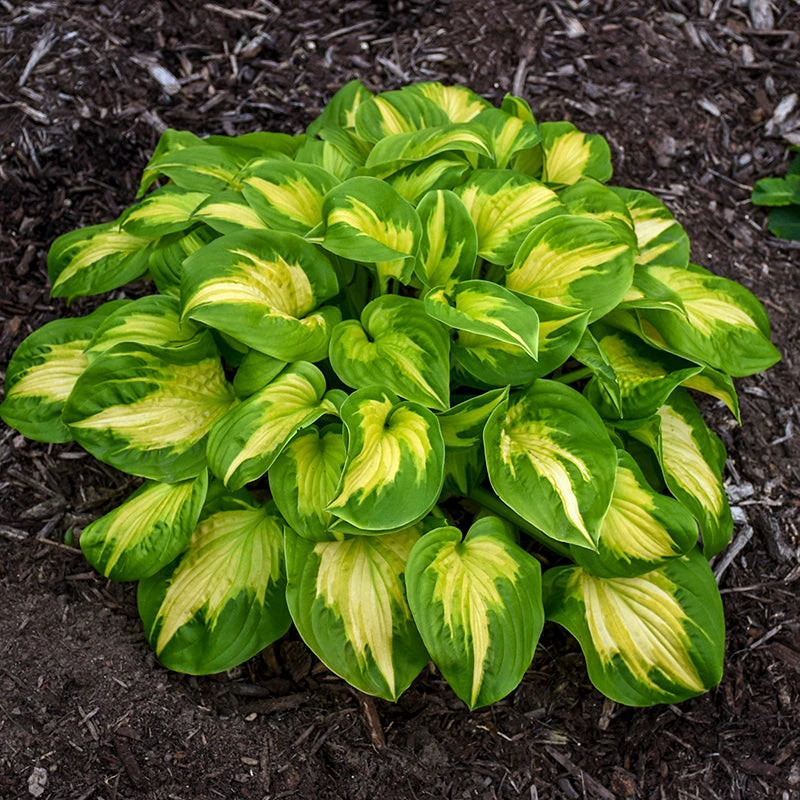 Shadowland® 'Etched Glass' Hosta Shadowland® 'Etched Glass' Hosta -Great Garden Plants Shop Hosta Etched Glass 3 P