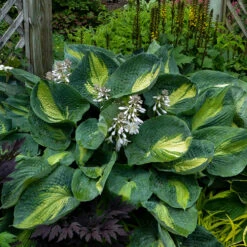 Shadowland® 'Hudson Bay' Hosta -Great Garden Plants Shop Hosta Hudson Bay 2 P