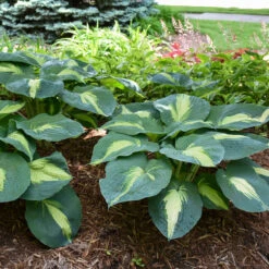 Shadowland® 'Hudson Bay' Hosta -Great Garden Plants Shop Hosta Hudson Bay 3 P