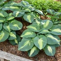 Shadowland® 'Hudson Bay' Hosta -Great Garden Plants Shop Hosta Hudson Bay 4 P