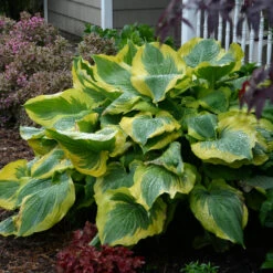 Shadowland® 'Seducer' Hosta -Great Garden Plants Shop Hosta Seducer 3 P