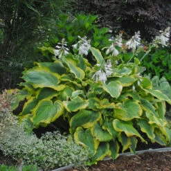 Shadowland® 'Seducer' Hosta -Great Garden Plants Shop Hosta Seducer 4 P