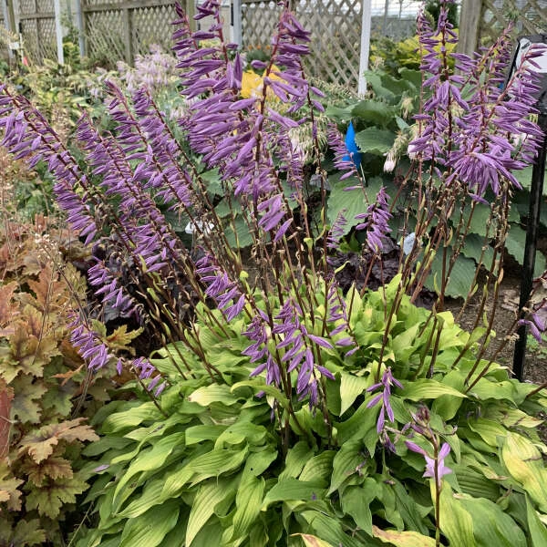 'Time in a Bottle' Hosta 'Time In A Bottle' Hosta -Great Garden Plants Shop Hosta TimeinaBottle Hosta 2