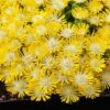 Hot Cakes® 'Banana Blast' Ice Plant