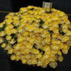 Hot Cakes® 'Banana Blast' Ice Plant -Great Garden Plants Shop Hot cakes banana blast delosperma ice plant 3 P sw