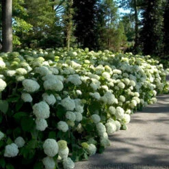 Hydrangeas For Cut Flowers Collection -Great Garden Plants Shop Hydrangea Annabelle 6