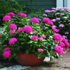 Cityline® Paris Bigleaf Hydrangea -Great Garden Plants Shop Hydrangea Cityline Paris 3 P sw