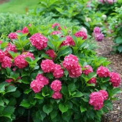 Cityline® Paris Bigleaf Hydrangea -Great Garden Plants Shop Hydrangea Cityline Paris 5 P sw