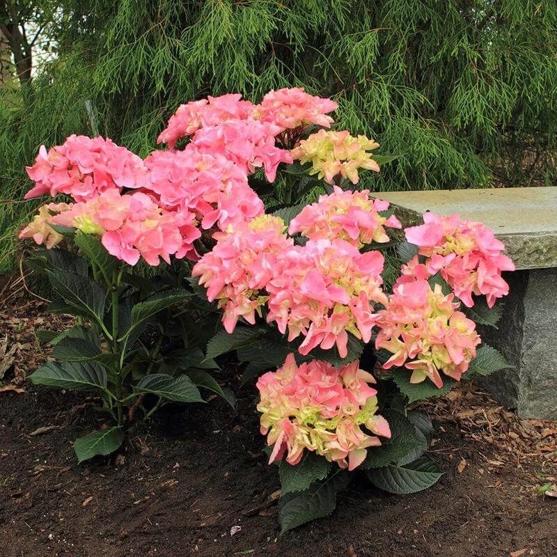 Cityline® Venice Bigleaf Hydrangea Cityline® Venice Bigleaf Hydrangea -Great Garden Plants Shop Hydrangea Cityline Venice 1 P sw