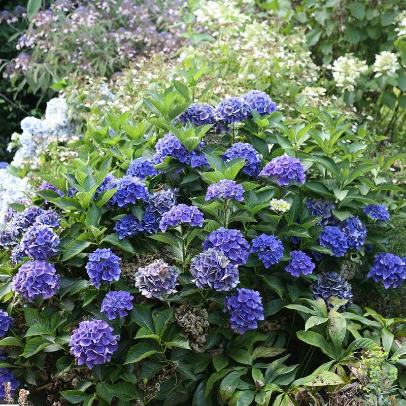 Cityline® Venice Bigleaf Hydrangea Cityline® Venice Bigleaf Hydrangea -Great Garden Plants Shop Hydrangea Cityline Venice 2 P sw