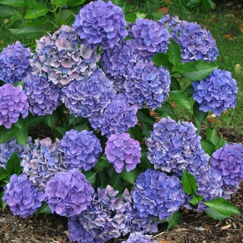 Cityline® Venice Bigleaf Hydrangea Cityline® Venice Bigleaf Hydrangea -Great Garden Plants Shop Hydrangea Cityline Venice 3 P sw