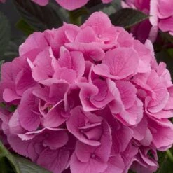 Cityline® Venice Bigleaf Hydrangea 3 Cityline® Venice Bigleaf Hydrangea -Great Garden Plants Shop Hydrangea Cityline Venice 4 P sw