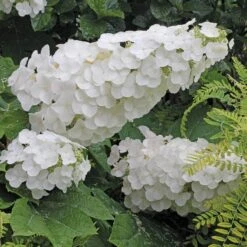 Gatsby Pink® Oakleaf Hydrangea -Great Garden Plants Shop Hydrangea Gatsby Pink 4 P sw