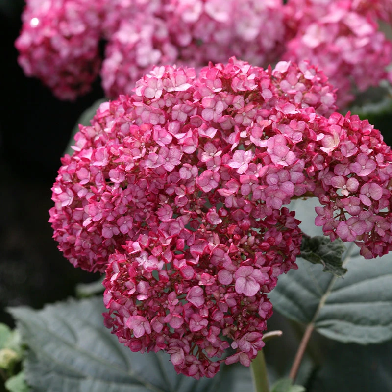 Invincibelle® Ruby Smooth Hydrangea Invincibelle® Ruby Smooth Hydrangea -Great Garden Plants Shop Hydrangea Invincibelle Ruby 2 P