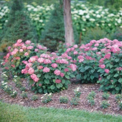 Invincibelle® Ruby Smooth Hydrangea 4 Invincibelle® Ruby Smooth Hydrangea -Great Garden Plants Shop Hydrangea Invincibelle Ruby 3 P