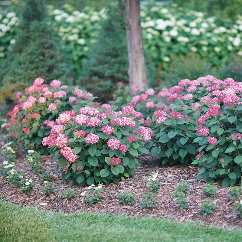 Invincibelle® Ruby Smooth Hydrangea Invincibelle® Ruby Smooth Hydrangea -Great Garden Plants Shop Hydrangea Invincibelle Ruby 3 P