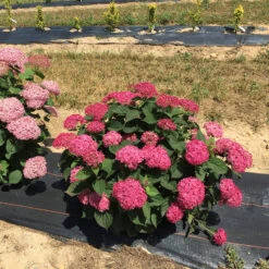 Invincibelle® Ruby Smooth Hydrangea 5 Invincibelle® Ruby Smooth Hydrangea -Great Garden Plants Shop Hydrangea Invincibelle Ruby 4 P