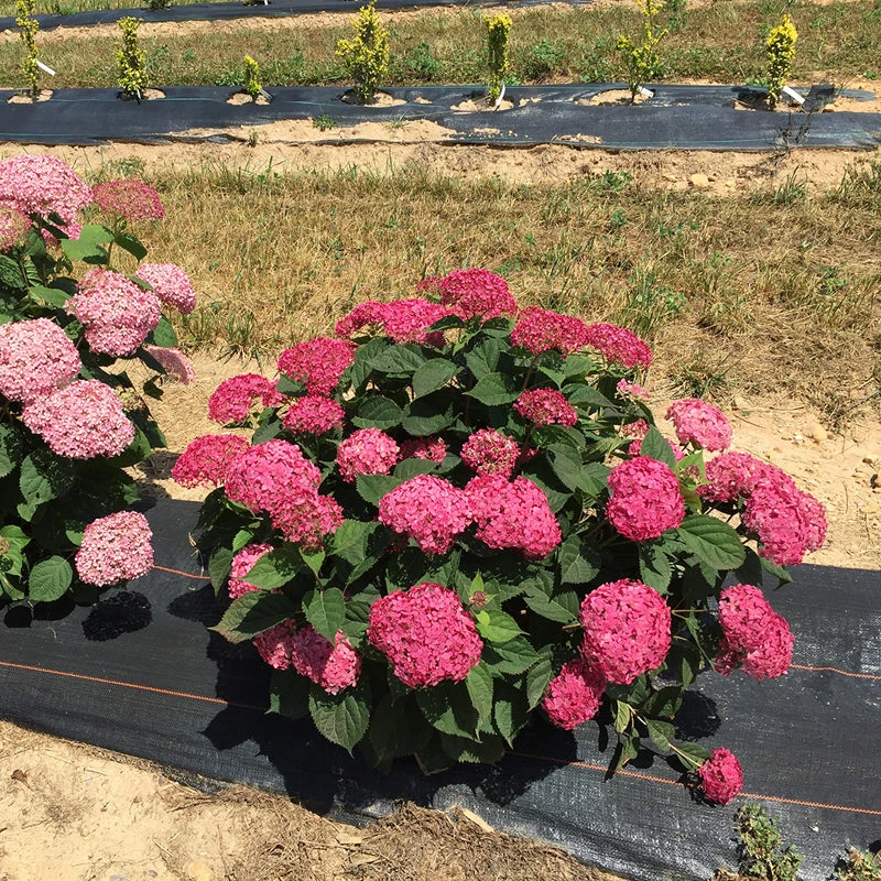 Invincibelle® Ruby Smooth Hydrangea Invincibelle® Ruby Smooth Hydrangea -Great Garden Plants Shop Hydrangea Invincibelle Ruby 4 P