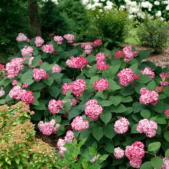 Invincibelle® Ruby Smooth Hydrangea 3 Invincibelle® Ruby Smooth Hydrangea -Great Garden Plants Shop Hydrangea Invincibelle Ruby 5 P